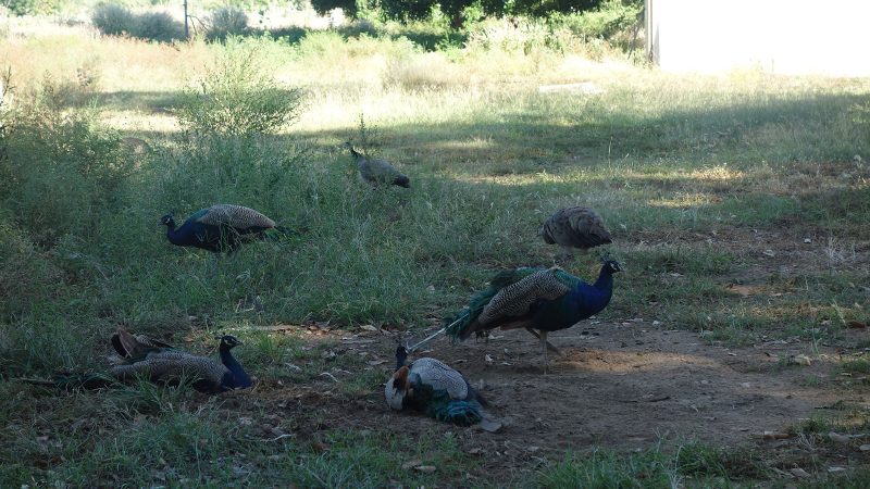Peacocks enjoying the shade at the caravan park.